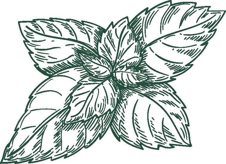 Лист мяты контур