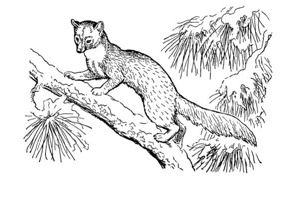 Соболь раскраска для детей