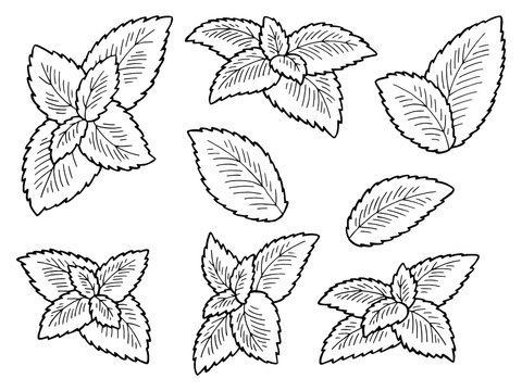 Контуры листочков мяты