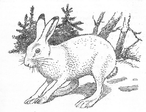 Георгий Скребицкий белая шубка