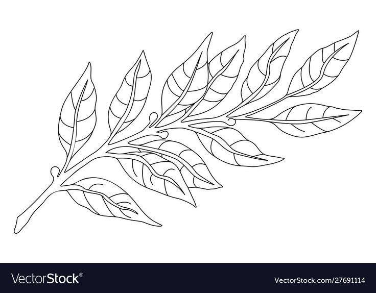 Лавровая веточка раскраска