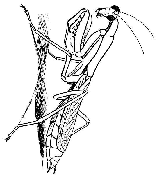 Насекомые. Раскраска