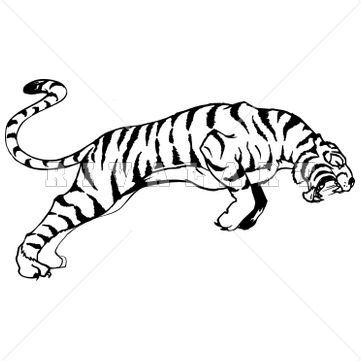 Тигр прыгает