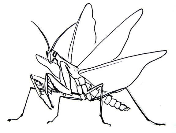 Раскраска насекомые богомол