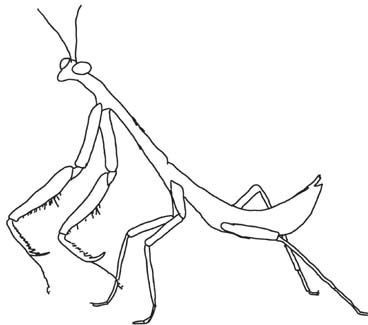 Богомол контур