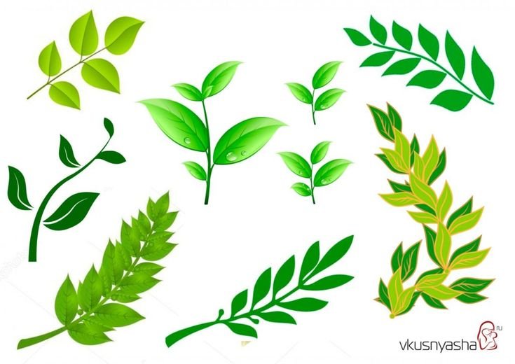 Лавровая ветка