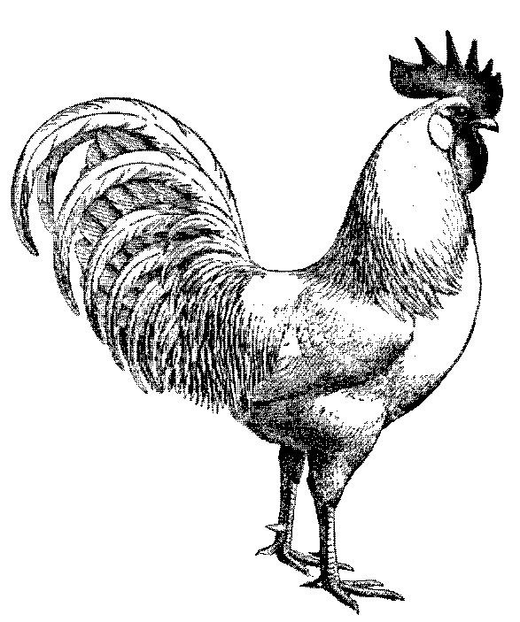 Трафарет петуха