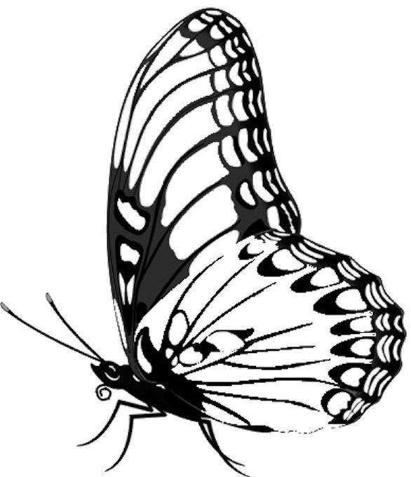 Бабочка рисунок