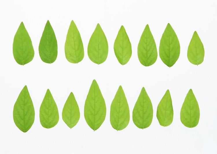 Листики цветов