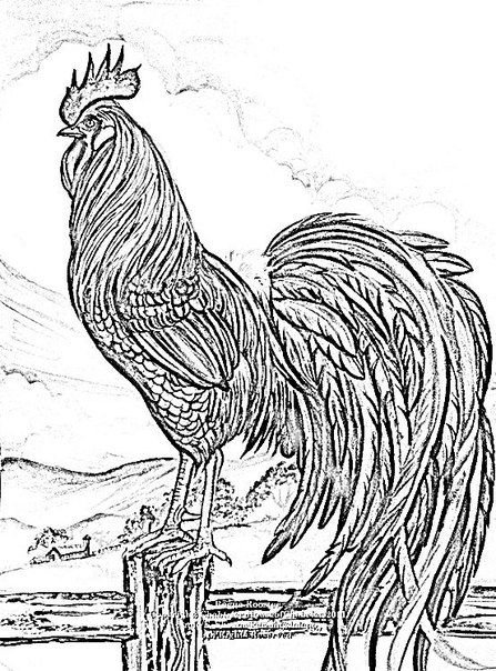 Иллюстрация к рассказу Куприна золотой петух