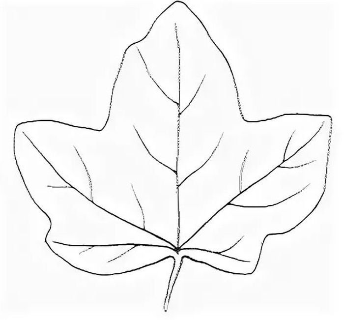 Листья рисунок