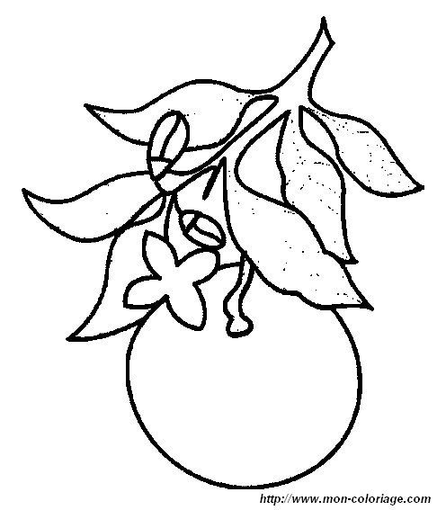 Мандарин раскраска