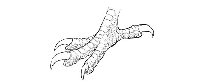 Лапы птиц референс