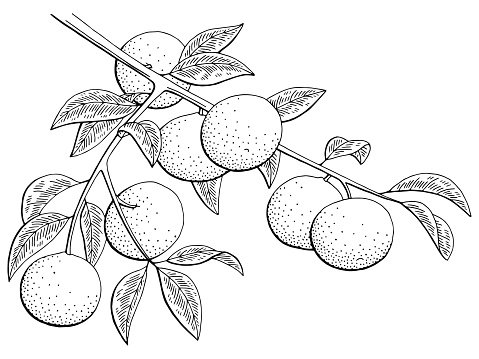 Цитрусовые раскраска