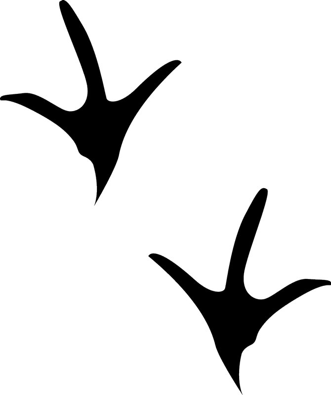 Следы курицы