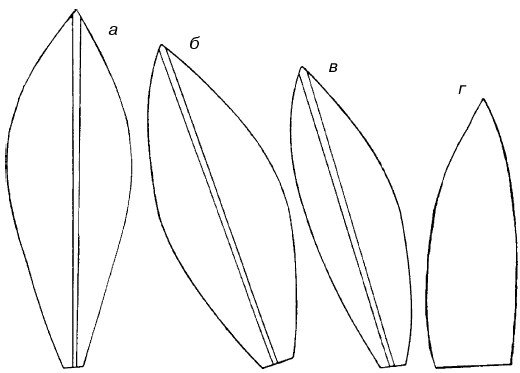 Лепесток тюльпана