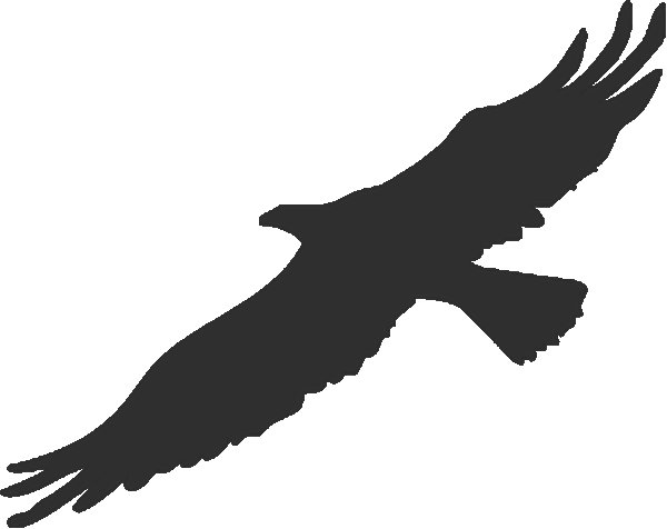 Белоголовый Орлан силуэт