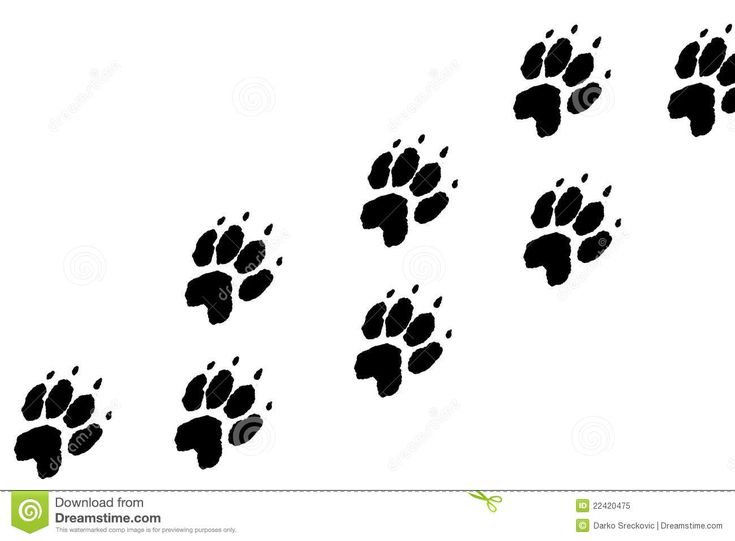 Следы лисы для детей