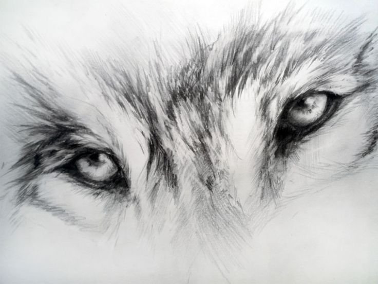 Глаза волка карандашом