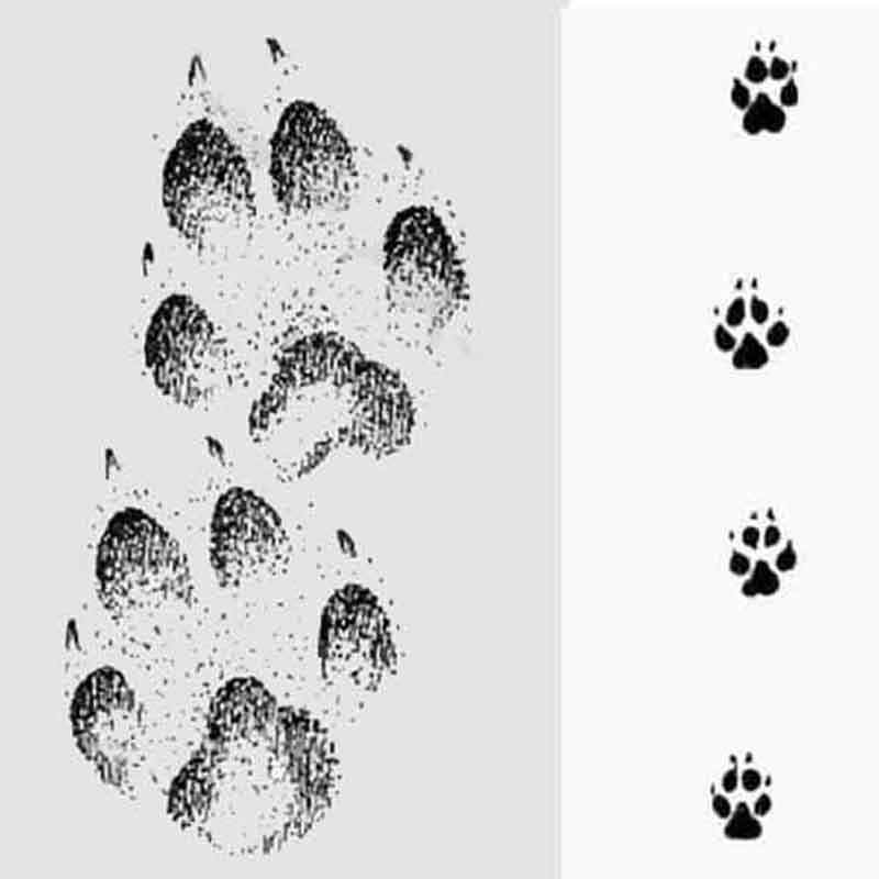 След отпечаток волка лисы собаки