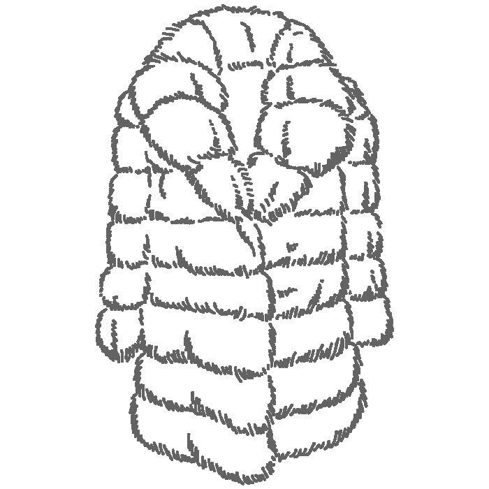 Шуба раскраска для малышей