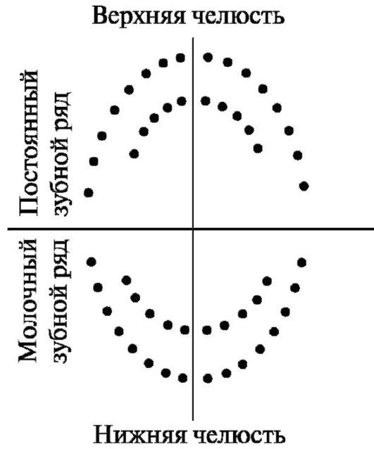 Разметка для коффердама