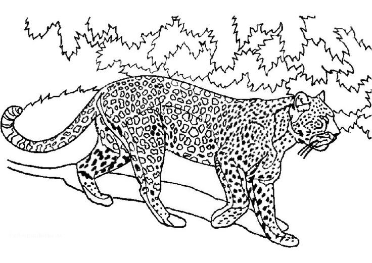 Раскраски с животными