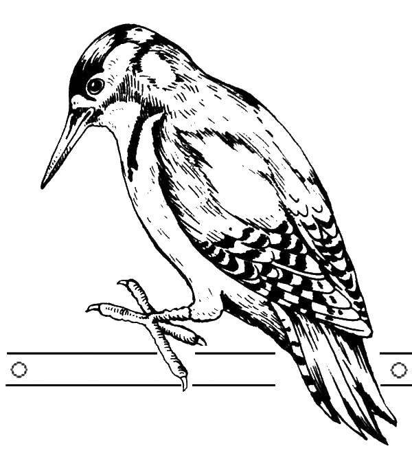 Птицы раскраска для детей