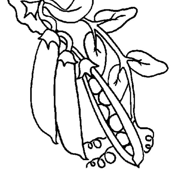 Фасоль раскраска для детей