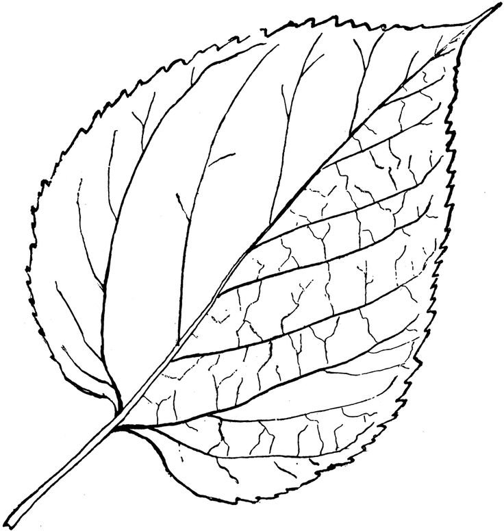 Берёза листья