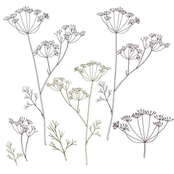 Укроп раскраска