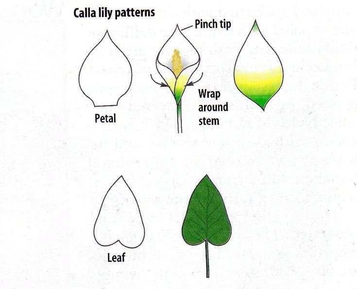 Шаблоны цветов каллы