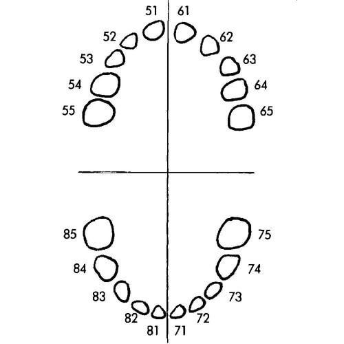 Трафарет для коффердама
