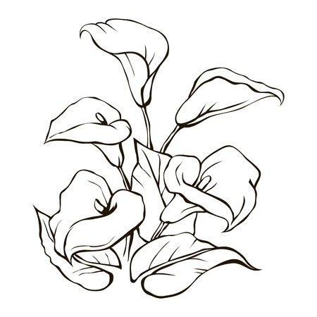 Каллы карандашом