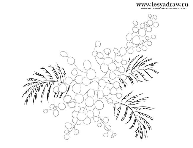 Мимоза раскраска для детей