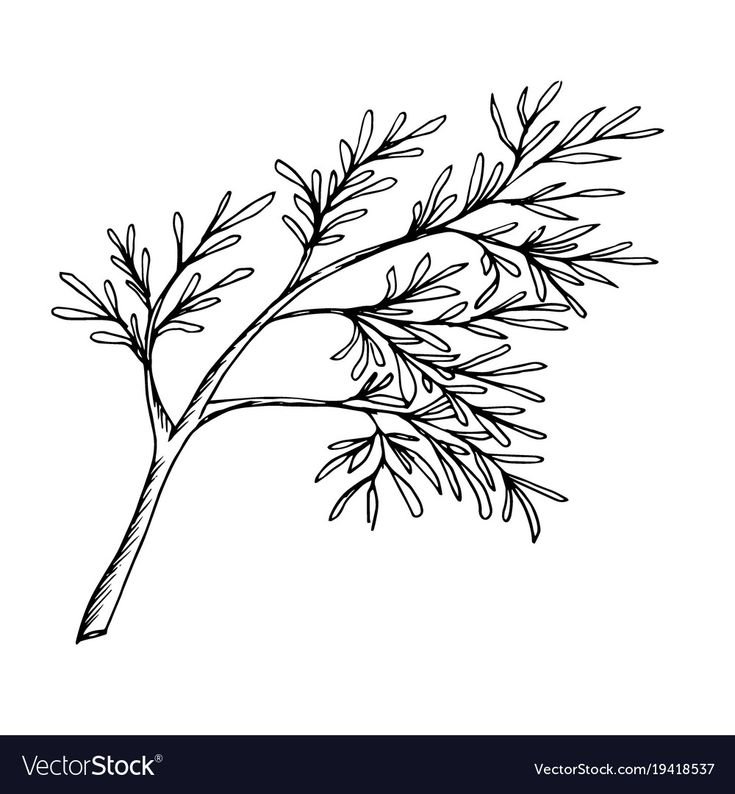 Картинка раскраска укроп