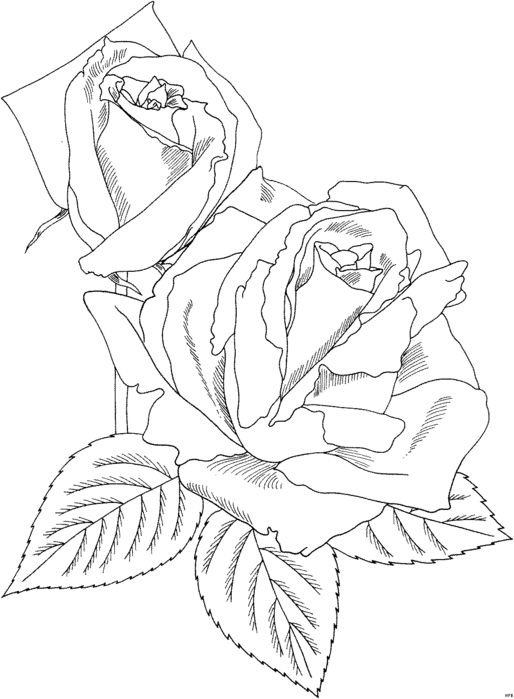 Роза шаблон для рисования