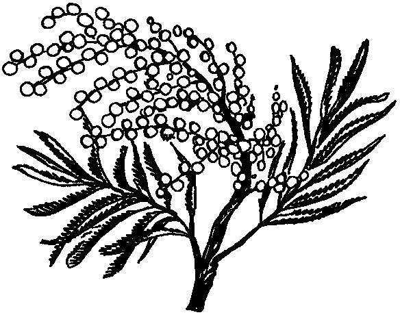 Мимоза раскраска