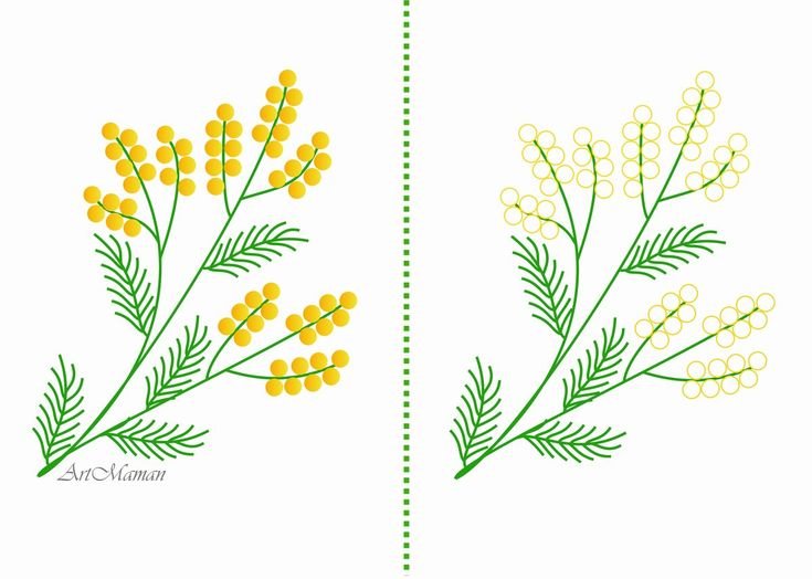 Раскраска веточка мимозы для малышей