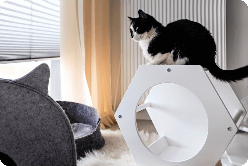 кошачий домик