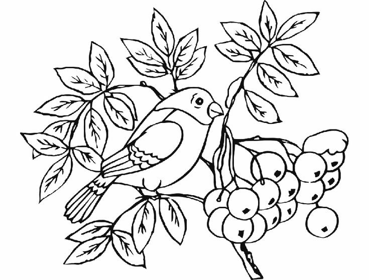 Рябина раскраска