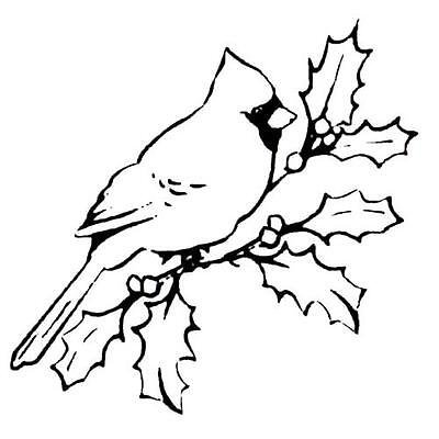 Снегирь на ветке раскраска