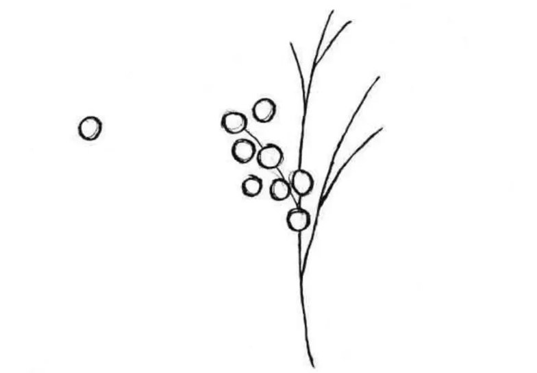 Раскраска веточка мимозы для малышей