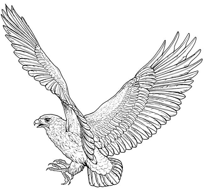 Орел рисунок