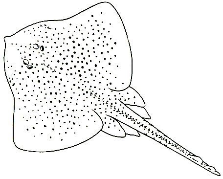 Скат раскраска