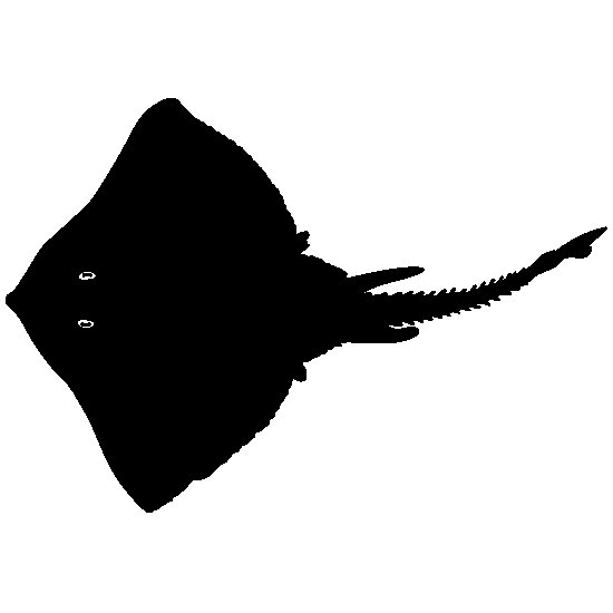 Скат хвостокол