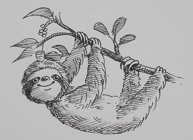 Поэтапное рисование ленивца