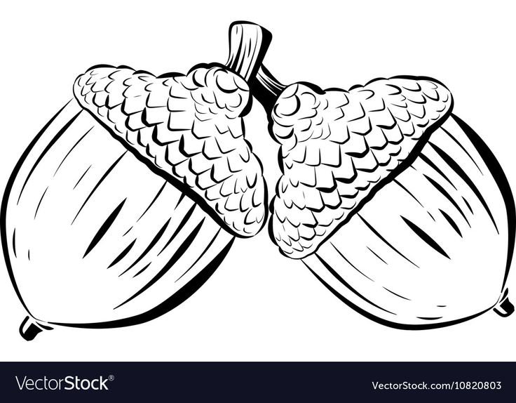 Орех для раскрашивания