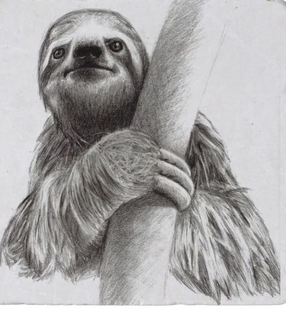 Ленивец карандашом