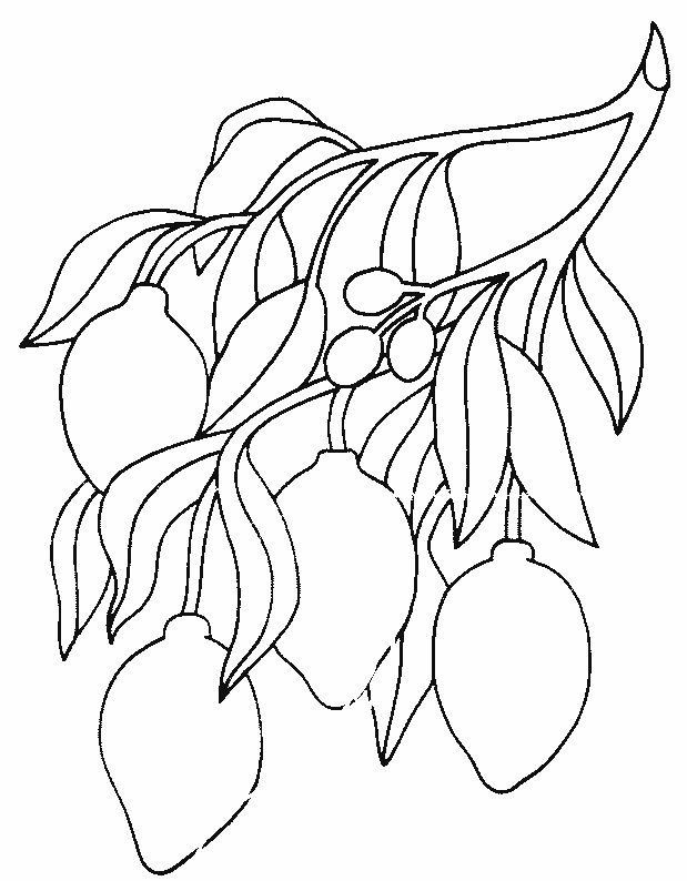 Слива раскраска для детей